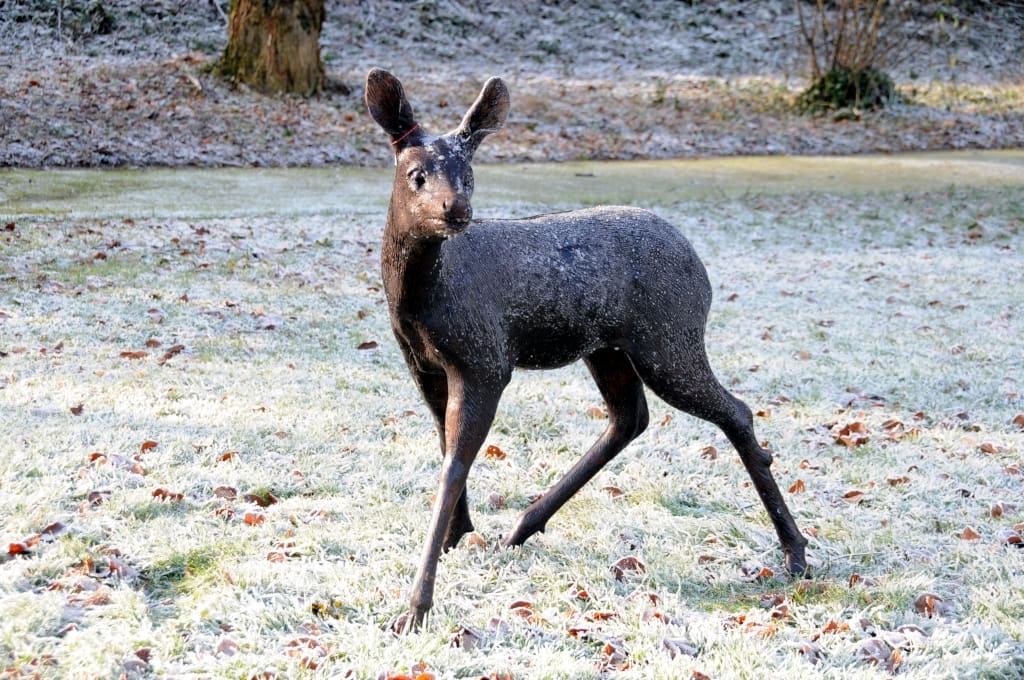 Bronze Ricke lebensgroß A005
