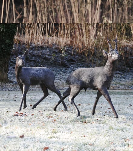 Bronze Rehbock Ricke lebensgroß A004 A005